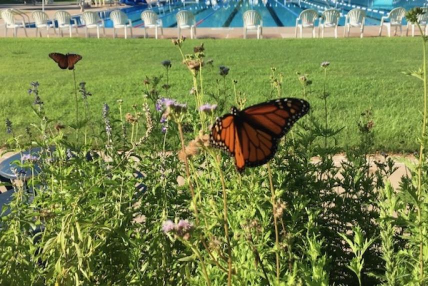 Monarch butterfly on flowers near a pool in the background.