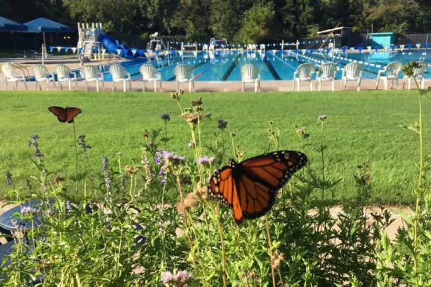 Butterfly on flowers near a pool with empty lounge chairs and trees in the background.