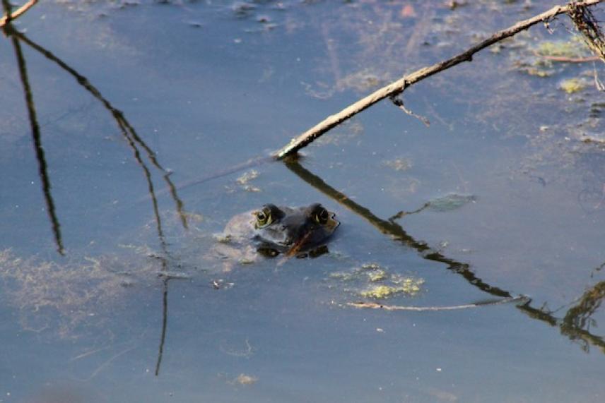Frog eyes peeking above water with branches and reflections.
