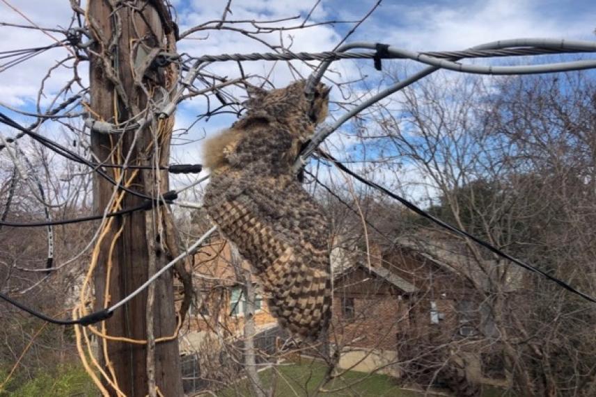 Owl perched on tangled cables against a clear sky.