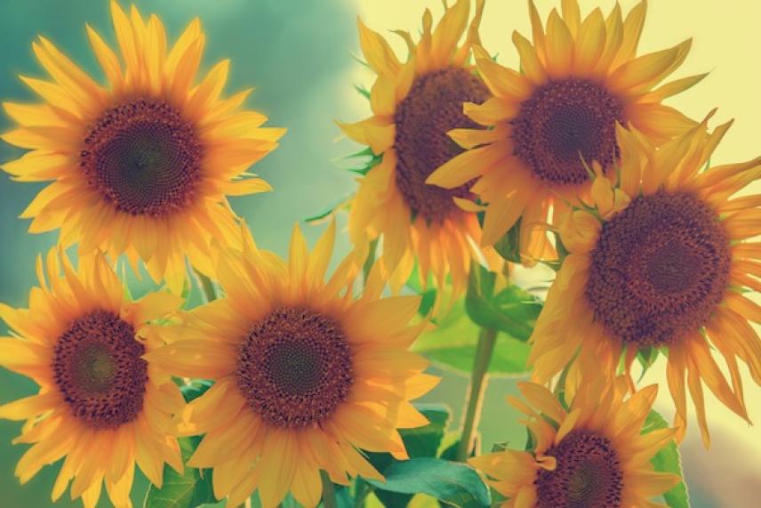 Sunflowers with bright yellow petals against a soft, blurred background.