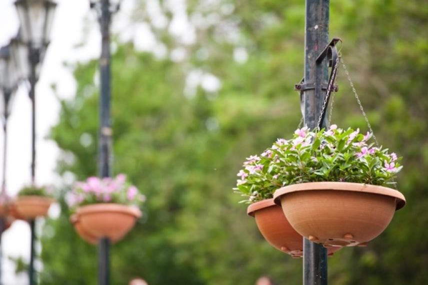Hanging flower pots on lamp posts, blurred green background.