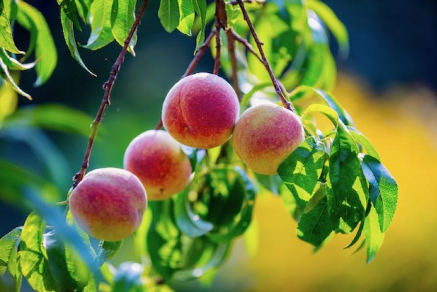 Four ripe peaches hanging on a tree branch with green leaves.