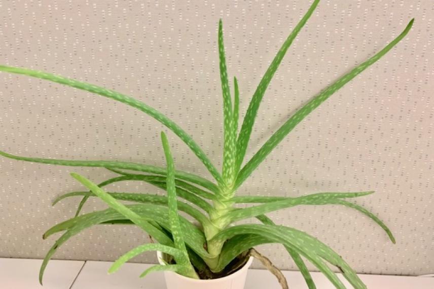 Aloe vera plant in a white pot on a table.