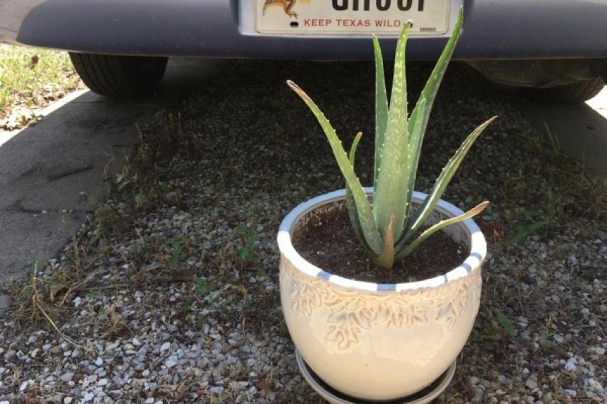 Potted aloe plant under a car bumper on gravel.