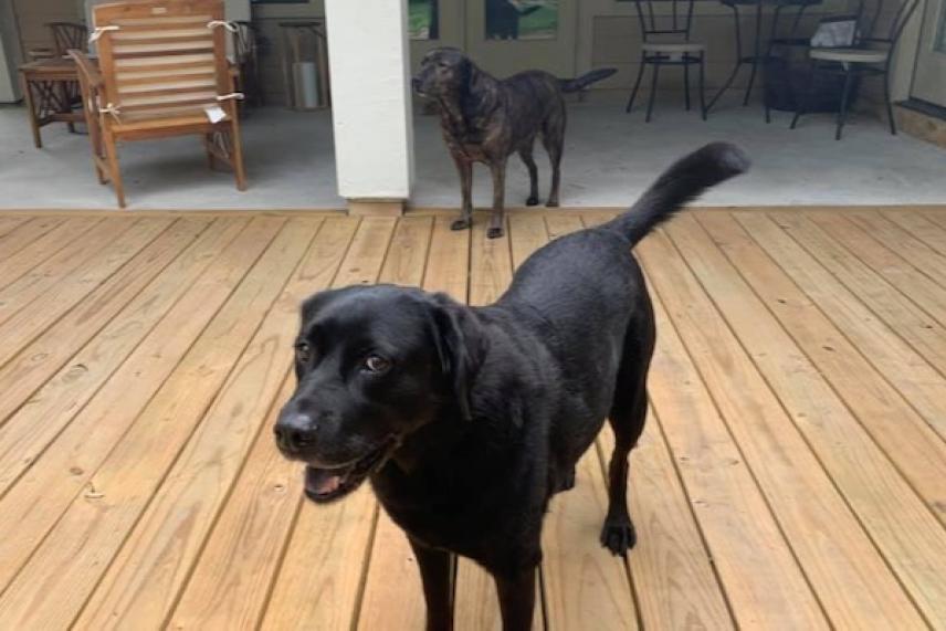 Two dogs on a wooden deck, one black and one brindle, standing in front and back.