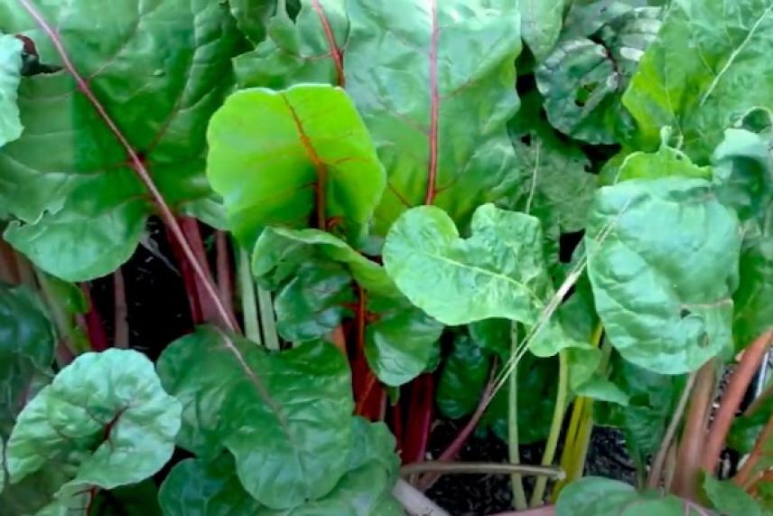 Lush green Swiss chard leaves with red stems.