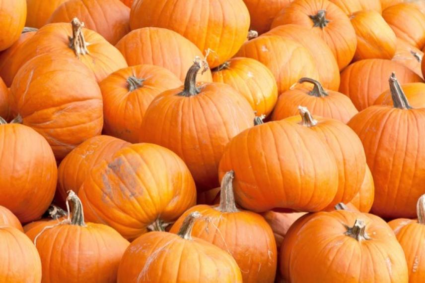 Orange pumpkins piled together in a large group.