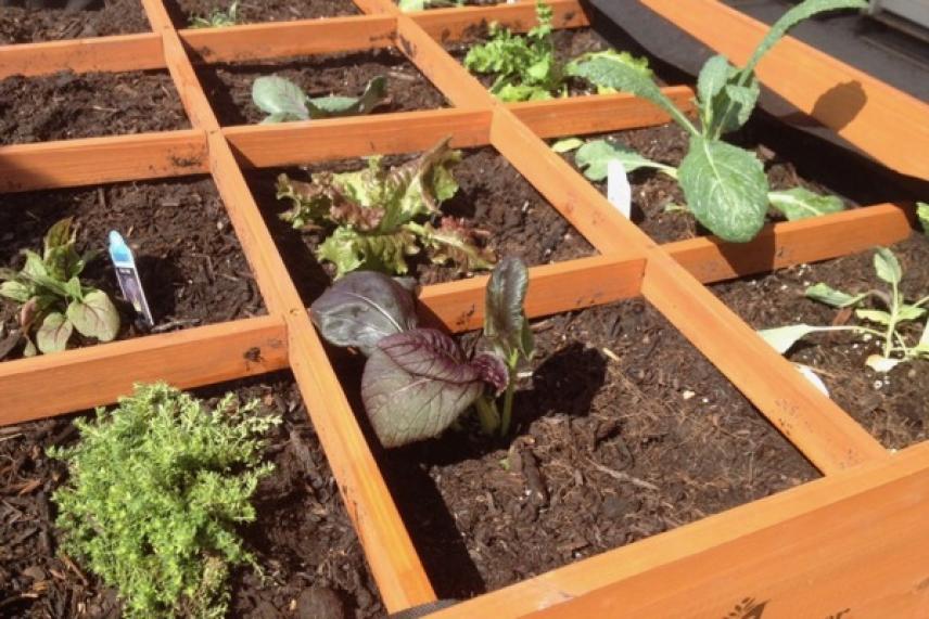 Wooden grid planter with young green and purple seedlings.
