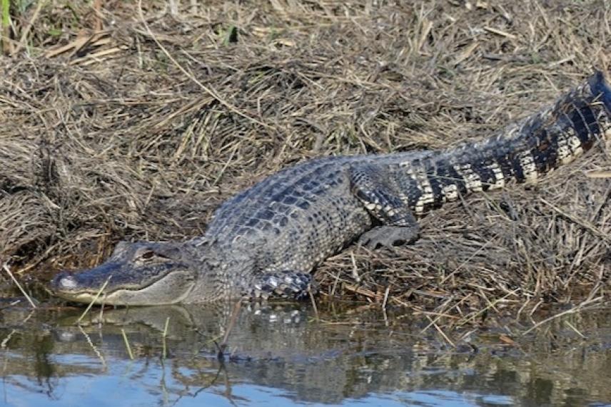 Alligator resting on a grassy bank near water.