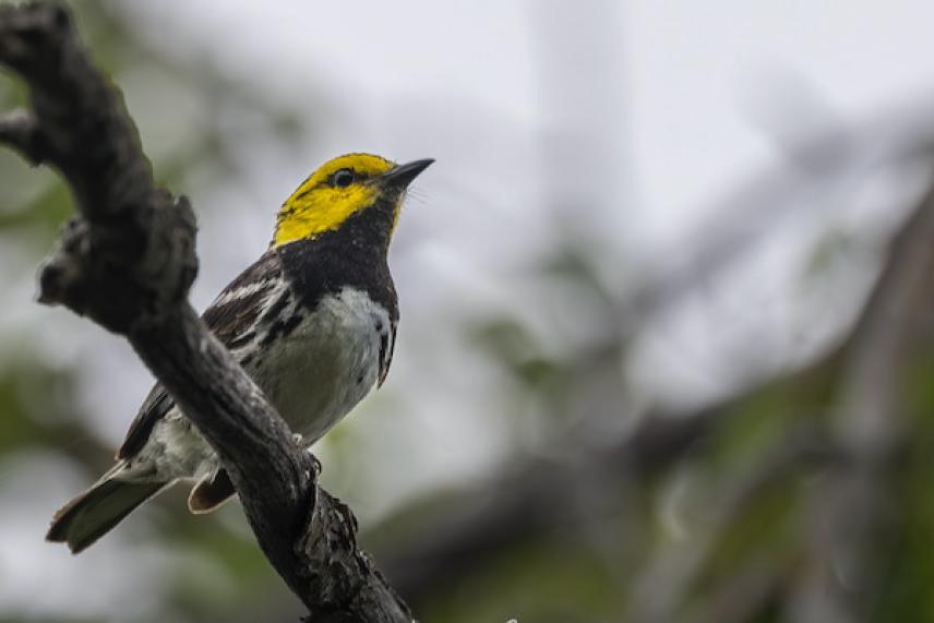 Bird with yellow head perched on a branch against a blurred background.