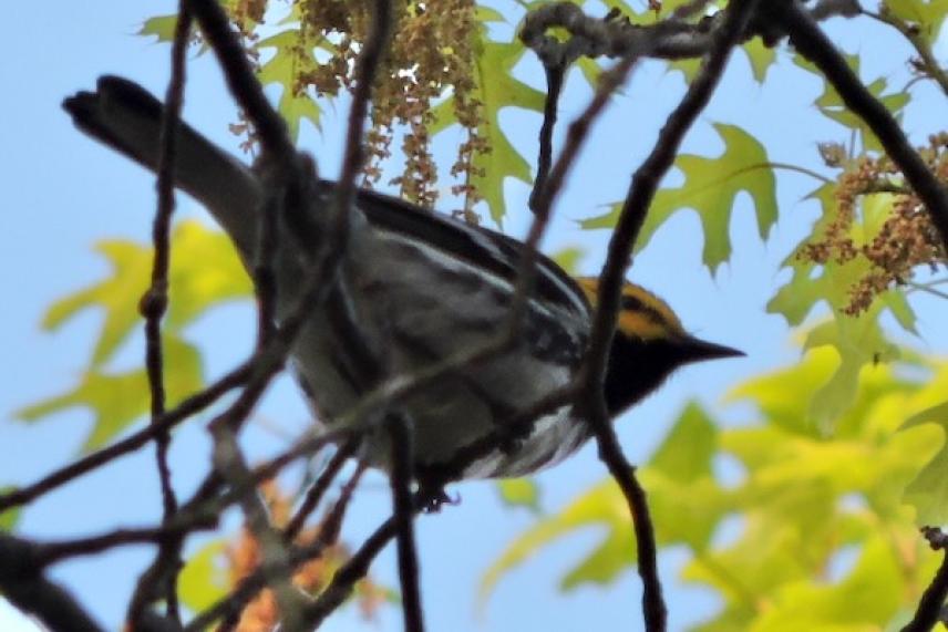Bird perched on branch with green leaves in the background.