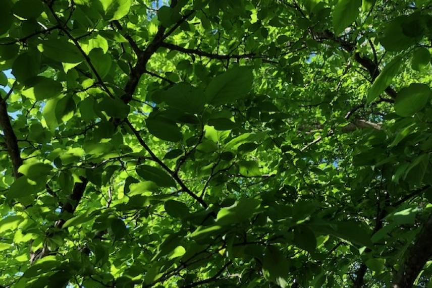 Sunlight filtering through green tree leaves.
