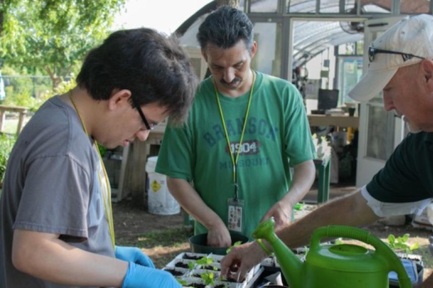 Three men planting seedlings together in a garden greenhouse.