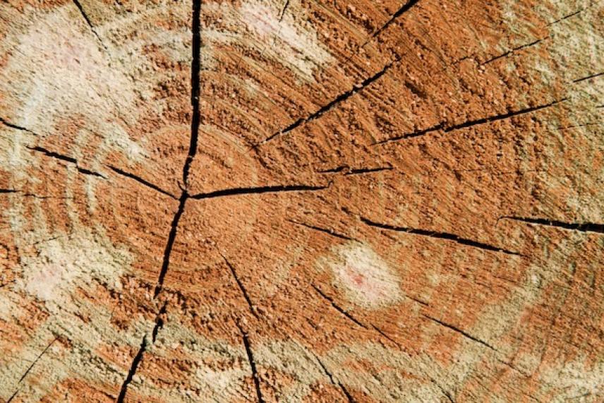 Close-up of tree rings on a cut log, with cracks and varying shades of brown.
