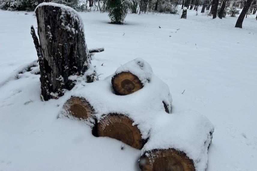 Snow-covered logs and a tree stump in a snowy forest.