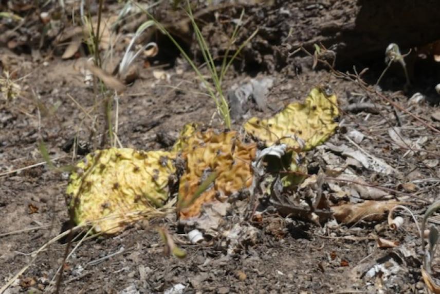 Yellow and brown leaves on dry, rocky soil.
