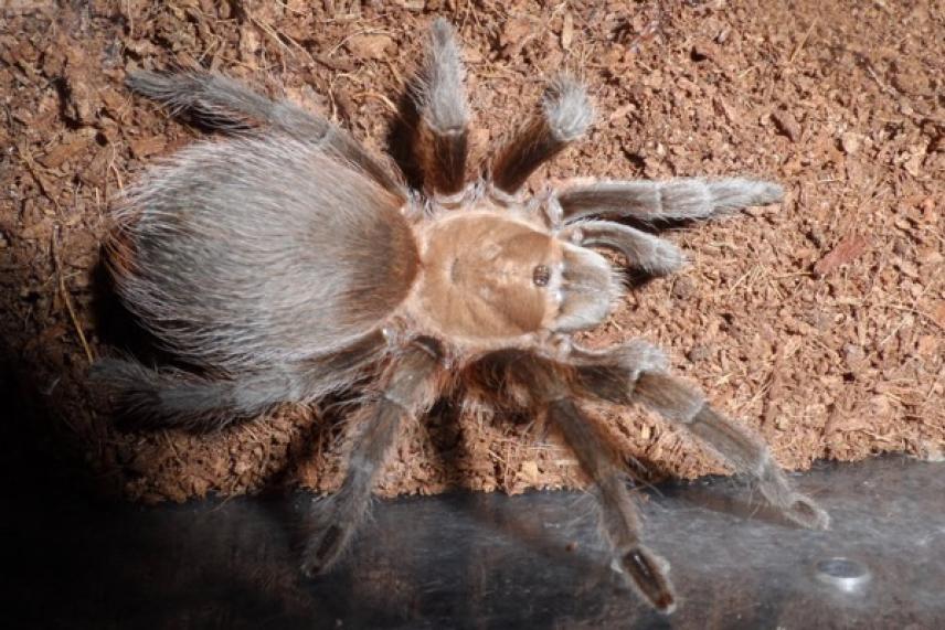 Tarantula on a textured brown surface.
