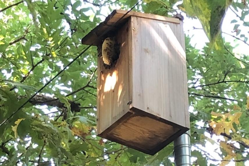 Birdhouse on a pole among green leaves, sunlight shining.