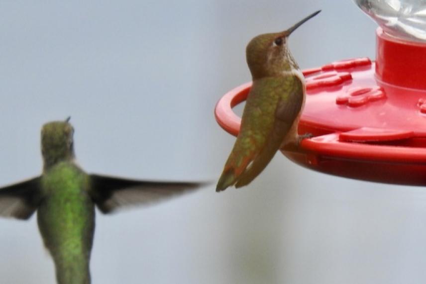 Two hummingbirds near a red feeder.