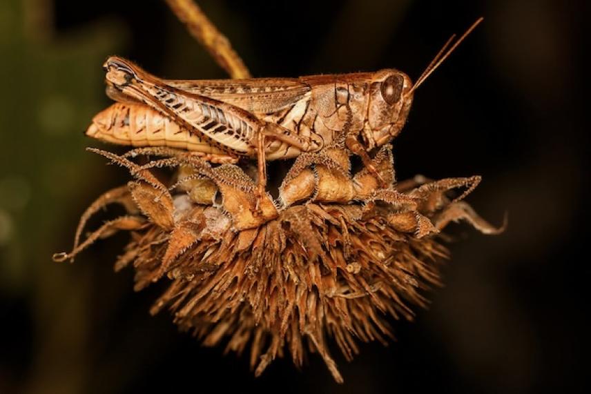 Grasshopper perched on a spiky seed head, dark background.