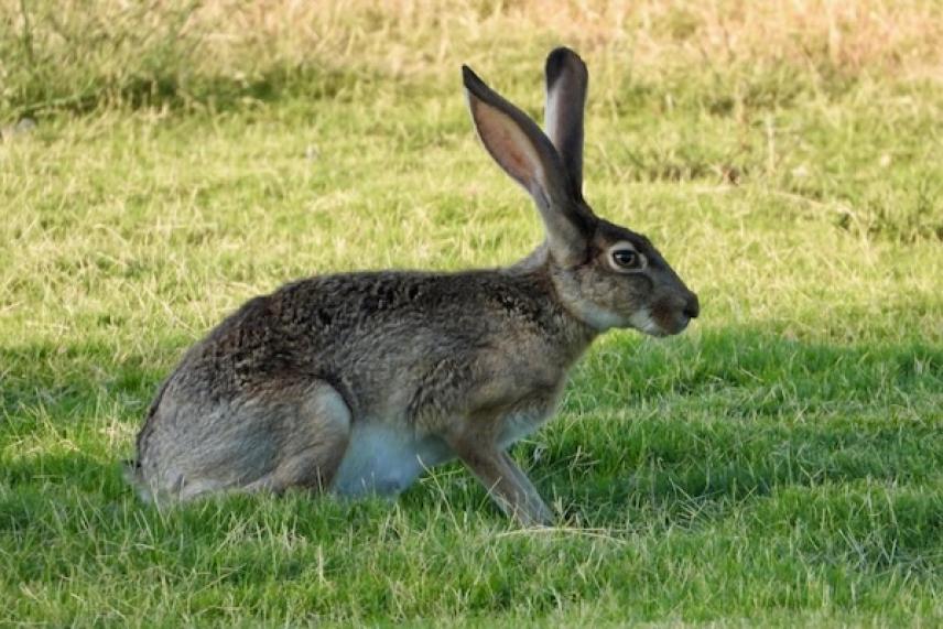 Brown hare sitting on grass in sunlight.