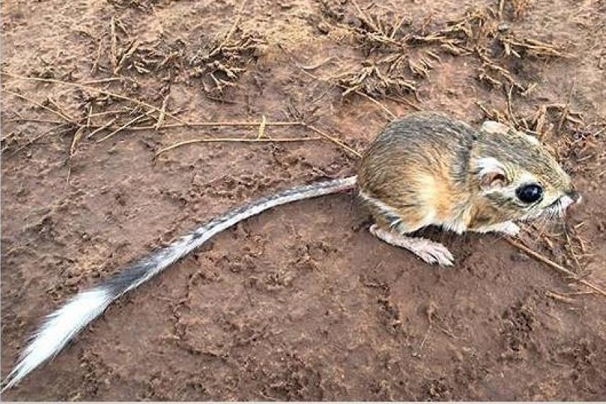 Kangaroo rat on brown soil with a long tail and big eyes.