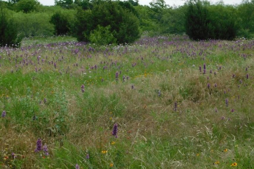 Grassy field with purple wildflowers and scattered trees.
