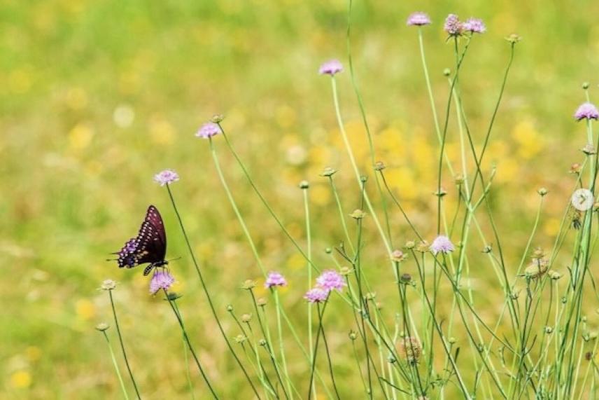 Butterfly perched on tall purple flowers in a sunny meadow.