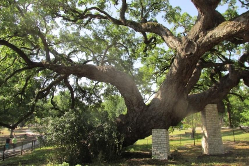 Large, sprawling oak tree with thick branches and lush green leaves.