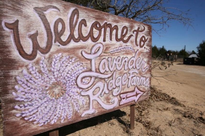 Rustic sign welcoming to Lavender Ridge Farm against a clear blue sky.