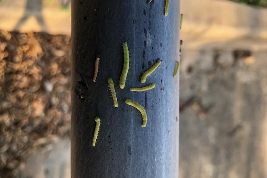 Green caterpillars crawling on a dark vertical pole.