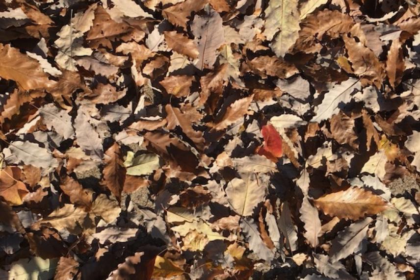 Dry autumn leaves scattered on the ground.