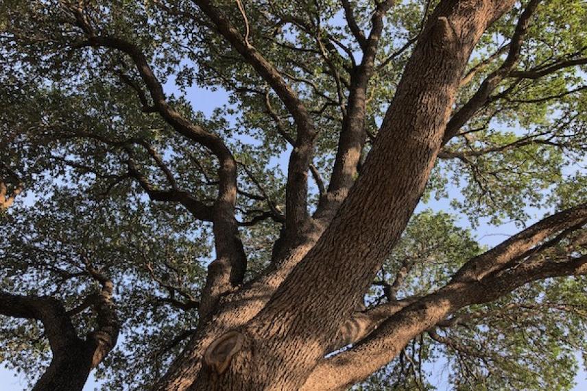Large tree with thick trunk and leafy branches against blue sky.