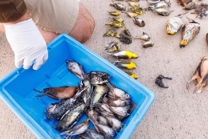 A person with gloves placing dead birds in a blue bin, others sorted nearby.