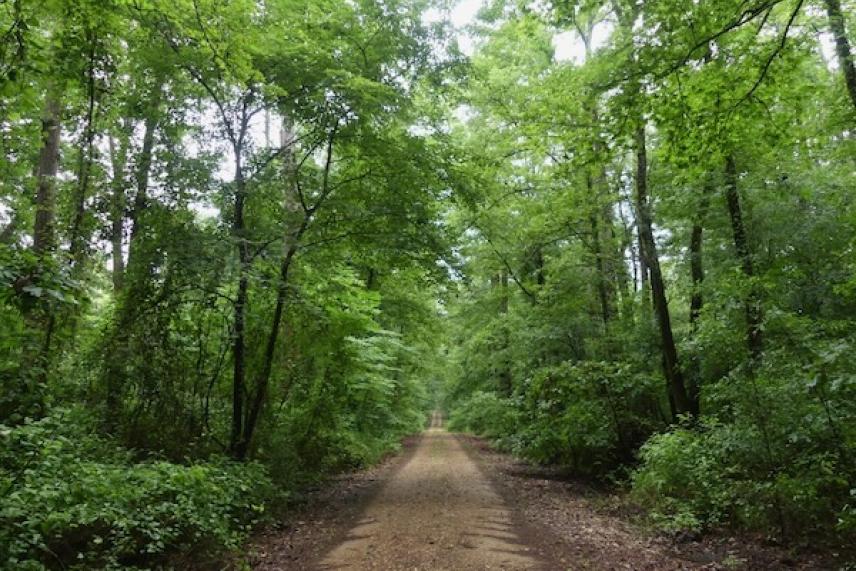 Dirt path lined with lush, green trees stretching into the distance.