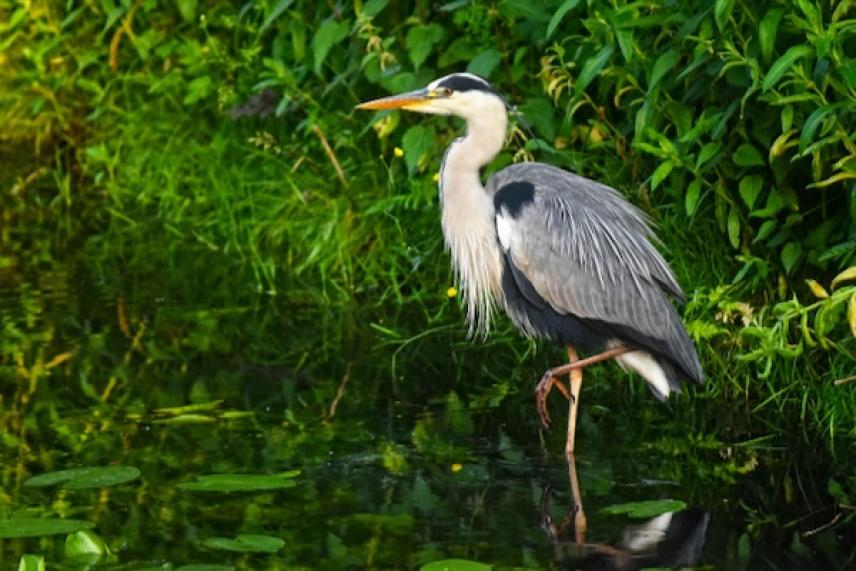Heron standing in a pond surrounded by lush green foliage.