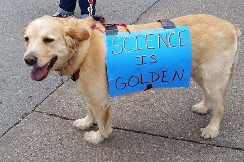 Golden retriever wearing a blue sign on its back, standing on pavement.