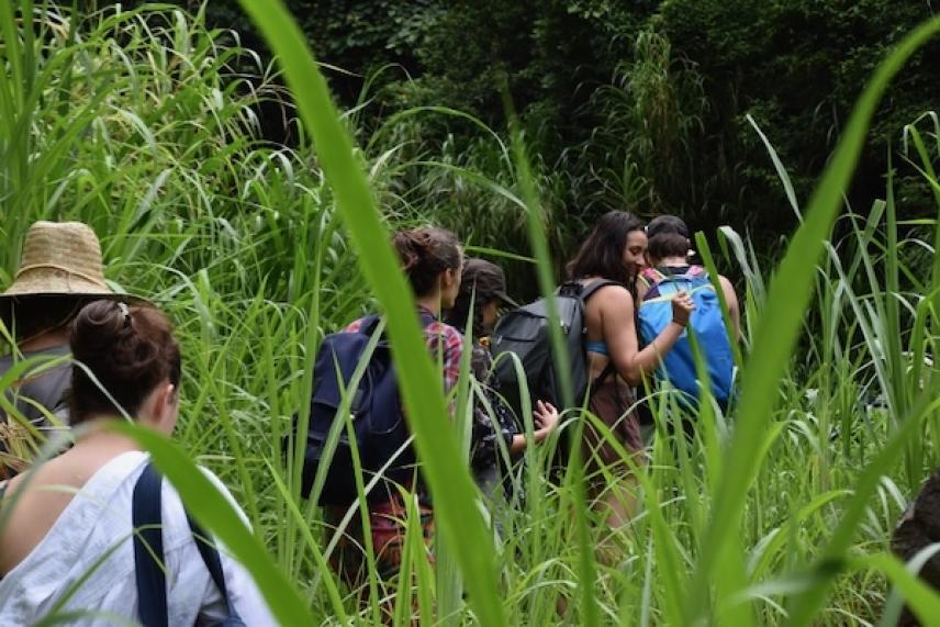 People hiking through tall grass in a lush forest.