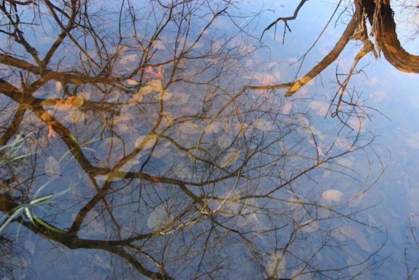 Tree branches reflecting in calm water with scattered leaves.