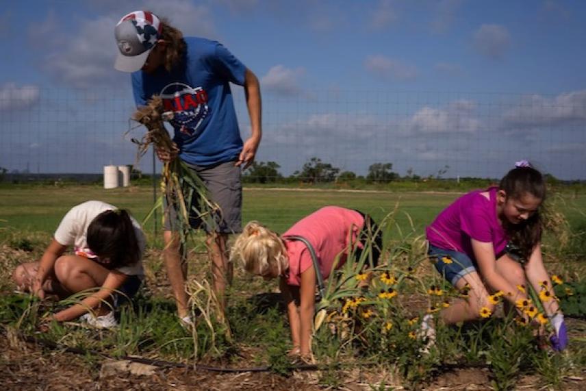 Children gardening under a clear blue sky, pulling weeds in a field.