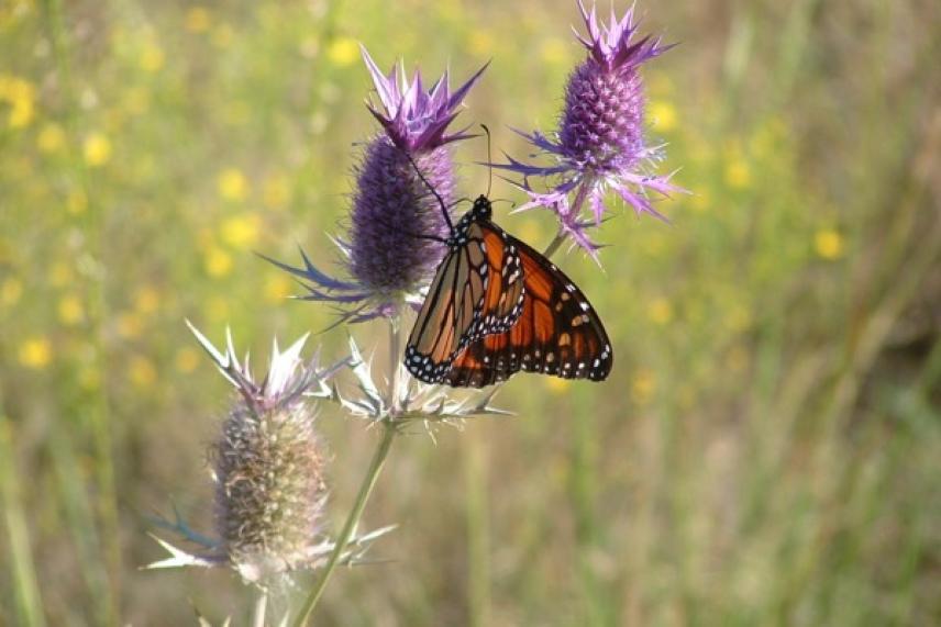 Monarch butterfly on purple thistle in a field.