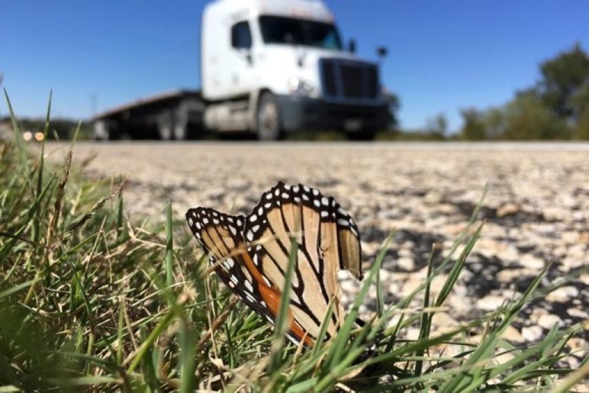 Butterfly on grass by road, with a blurred truck in the background.