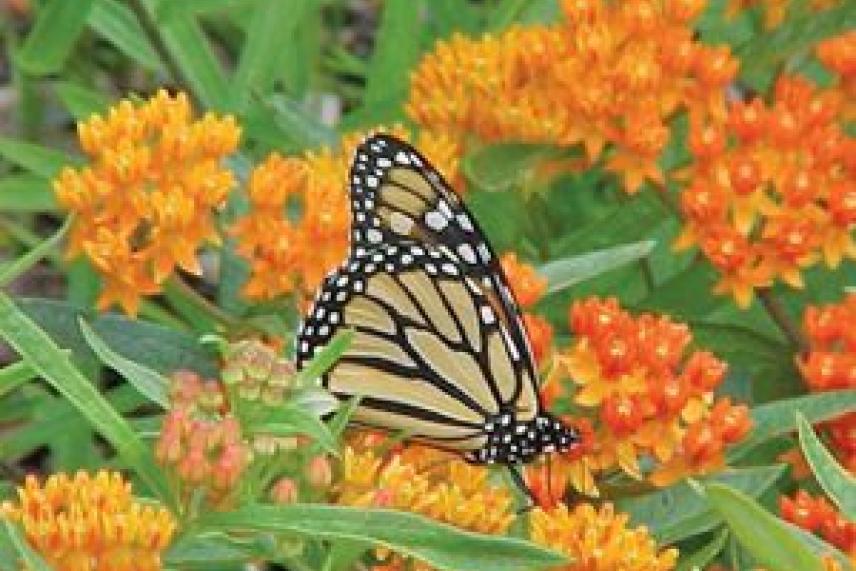 Monarch on Milkweed