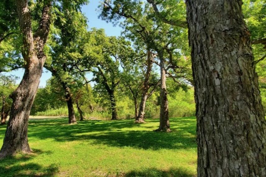 Lush green park with tall, leafy trees under a bright blue sky.