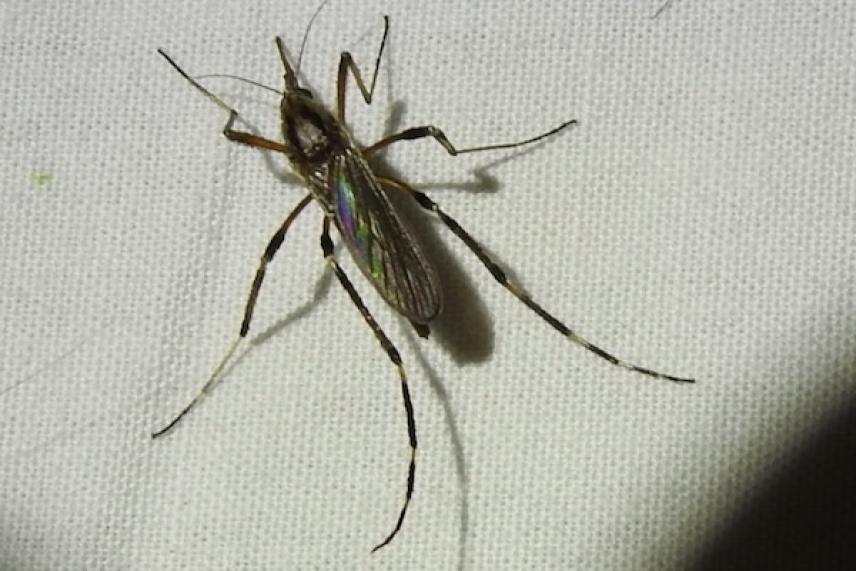 Mosquito on a white surface, showing thin legs and iridescent wings.