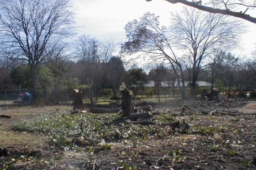 Cleared field with tree stumps and bare trees under a cloudy sky.