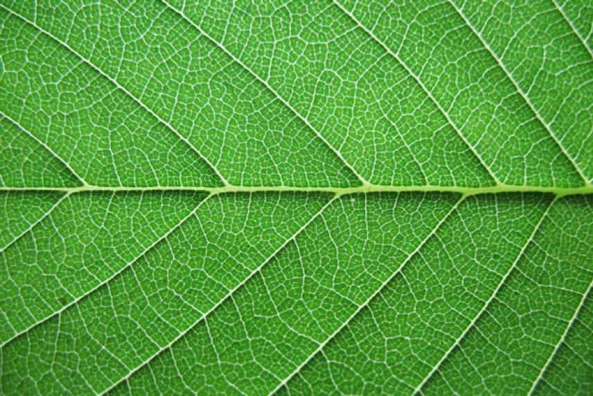 Close-up of a vibrant green leaf with visible veins.
