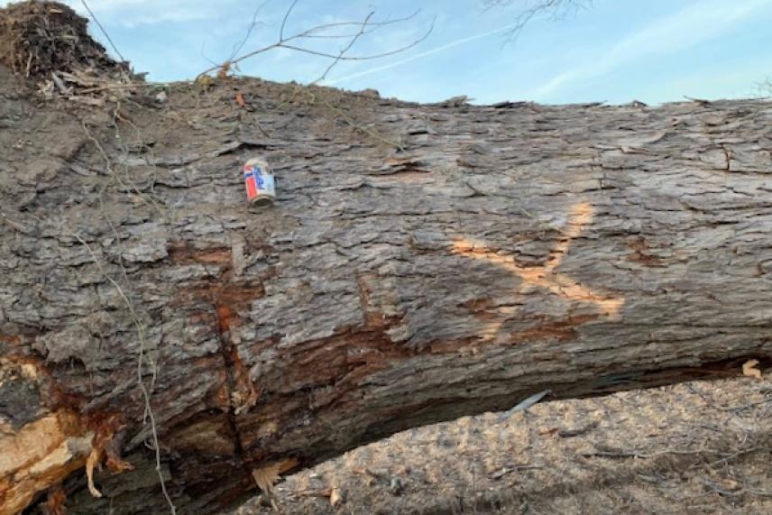 Fallen tree trunk with carved X and a small can on top. Sky in background.