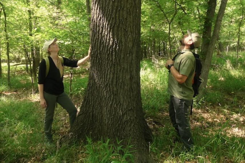 Two people in a forest admire a large tree trunk.
